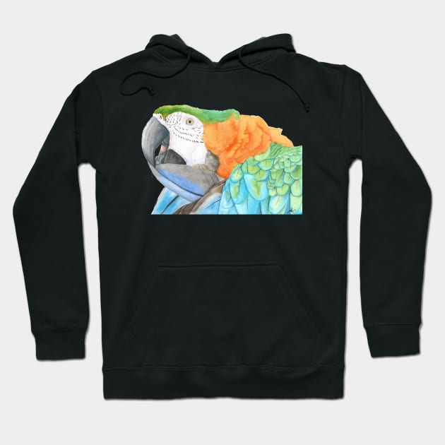 Harlequin hybird macaw watercolor - bird painting Hoodie by Oranjade0122